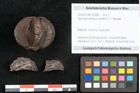 Foto (Objekt + Etikett) von Spondylostrobus smythii F.V. Mueller (NHMW-GEO-2024-0188-10398)